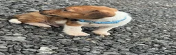 Jack Russell dogs for sale: Jack russel puppy 8 weeks old  - Advert 3