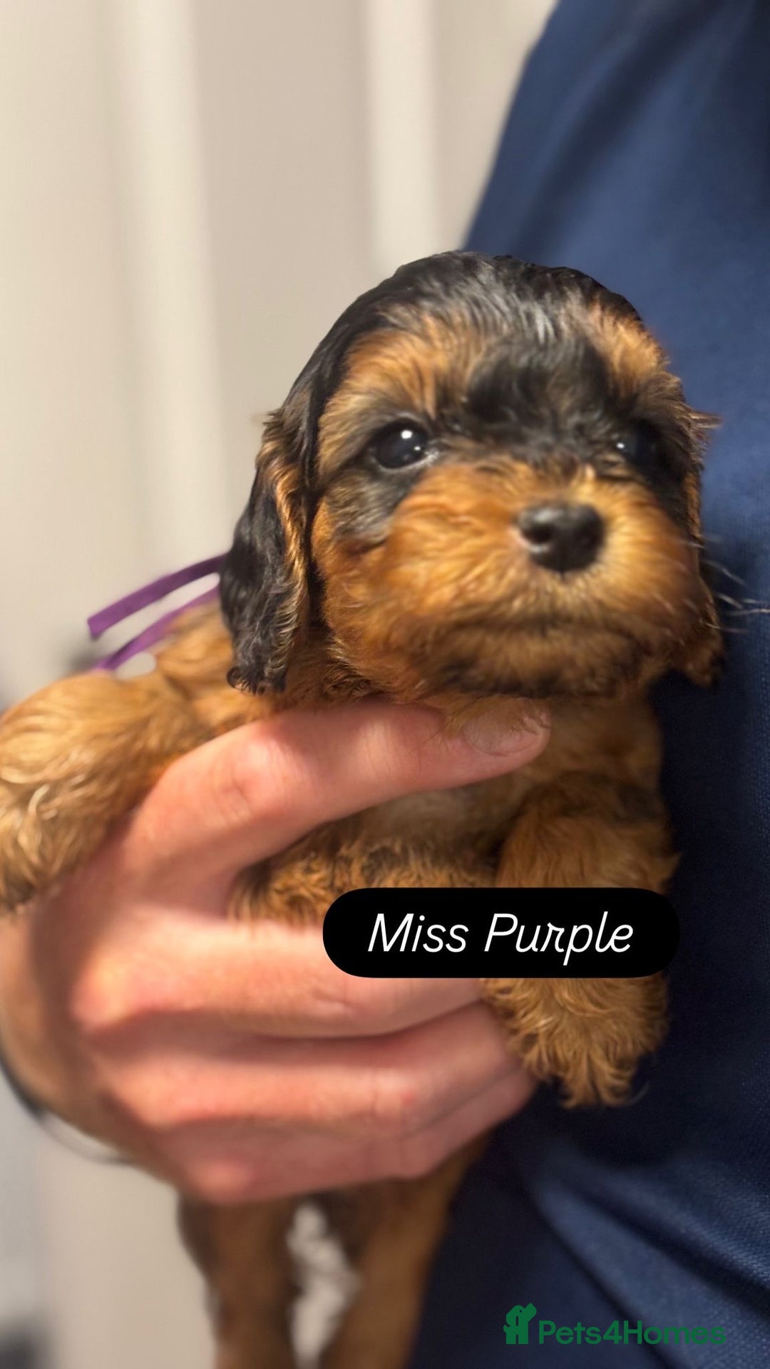 Cockapoo dogs for sale: Cuddly, cute, calm, sable Cockapoo puppies  - Image 37