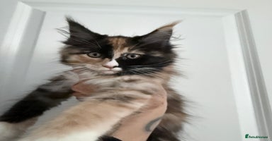 Maine Coon cats - Advert 14