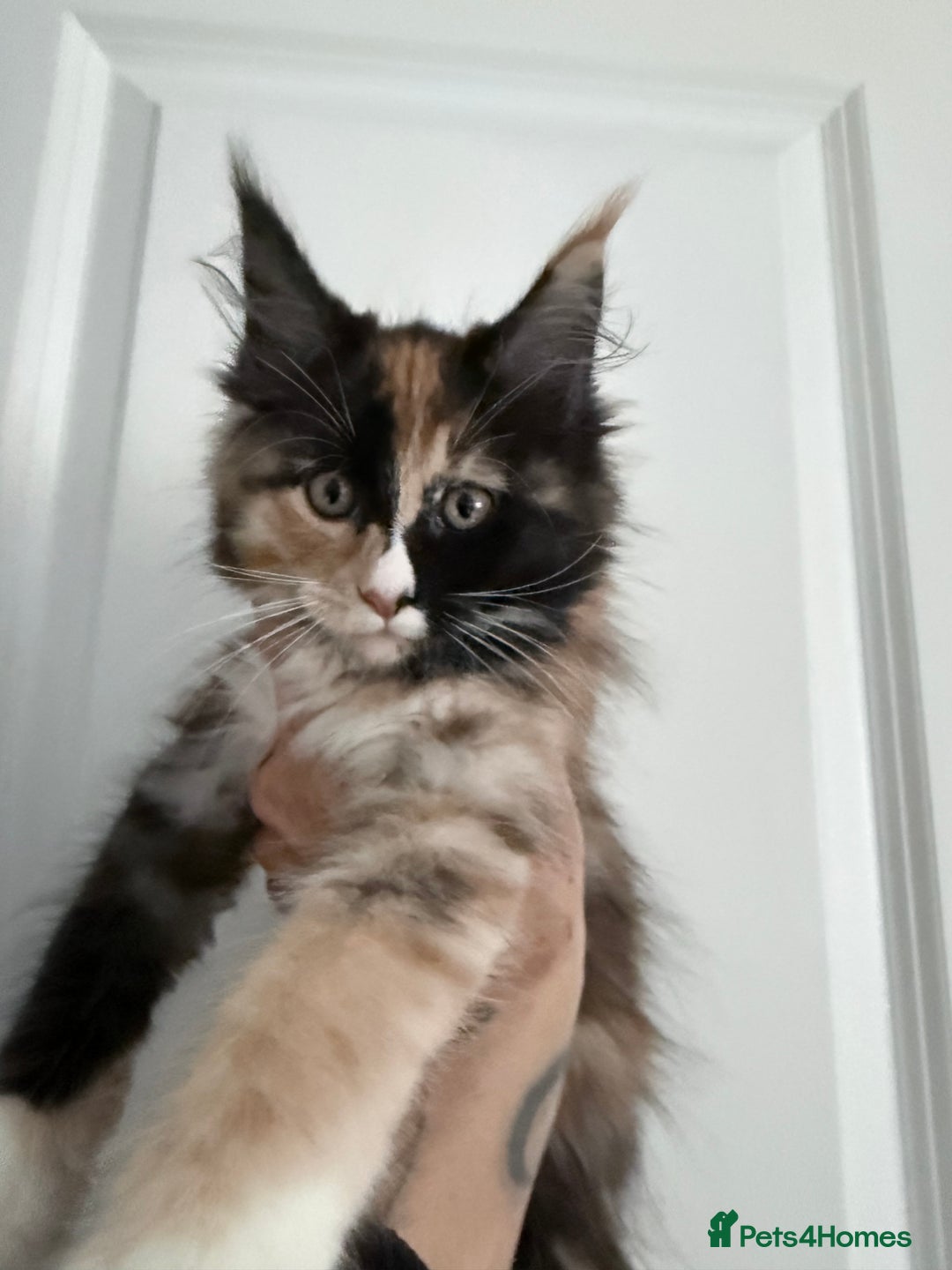 Maine Coon cats for sale: Pedigree Kittens Available RTL now  - Image 2
