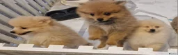Pomeranian dogs for sale: 4 Purebred Pomeranian puppies - Advert 6