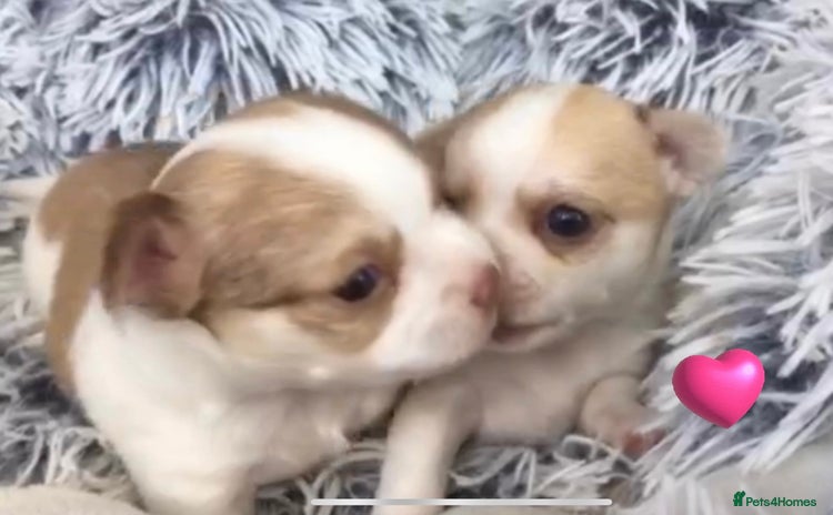 Chihuahua dogs - Advert 12