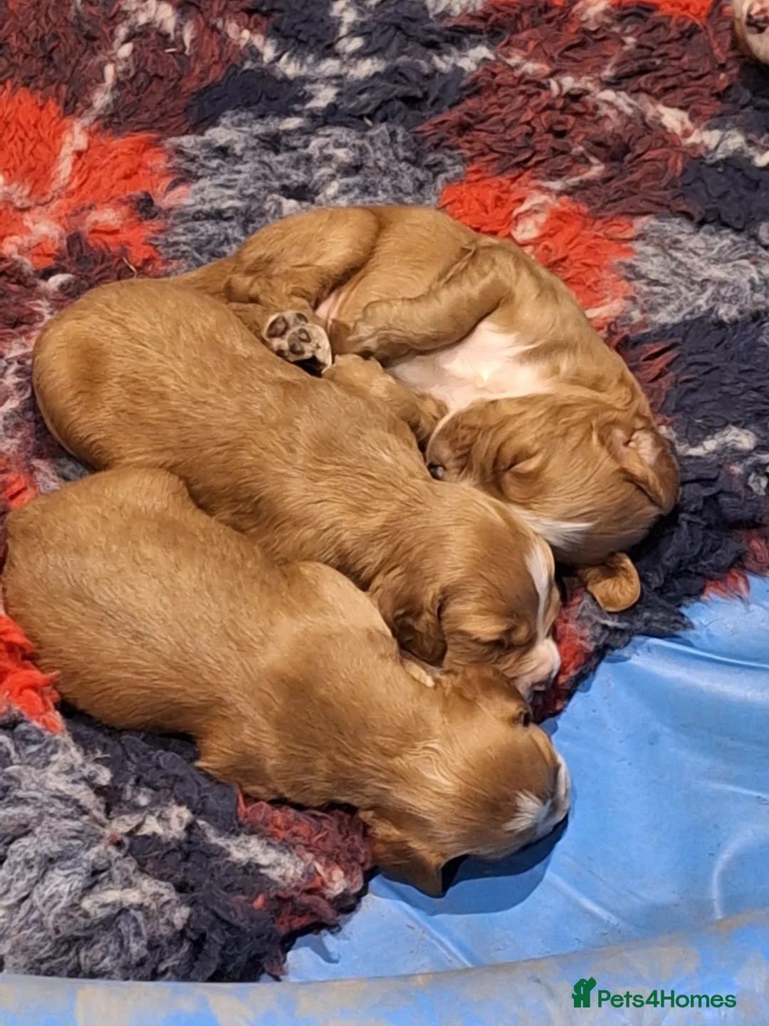 Cocker Spaniel dogs for sale: Working Cocker Spaniels RED - Advert 3