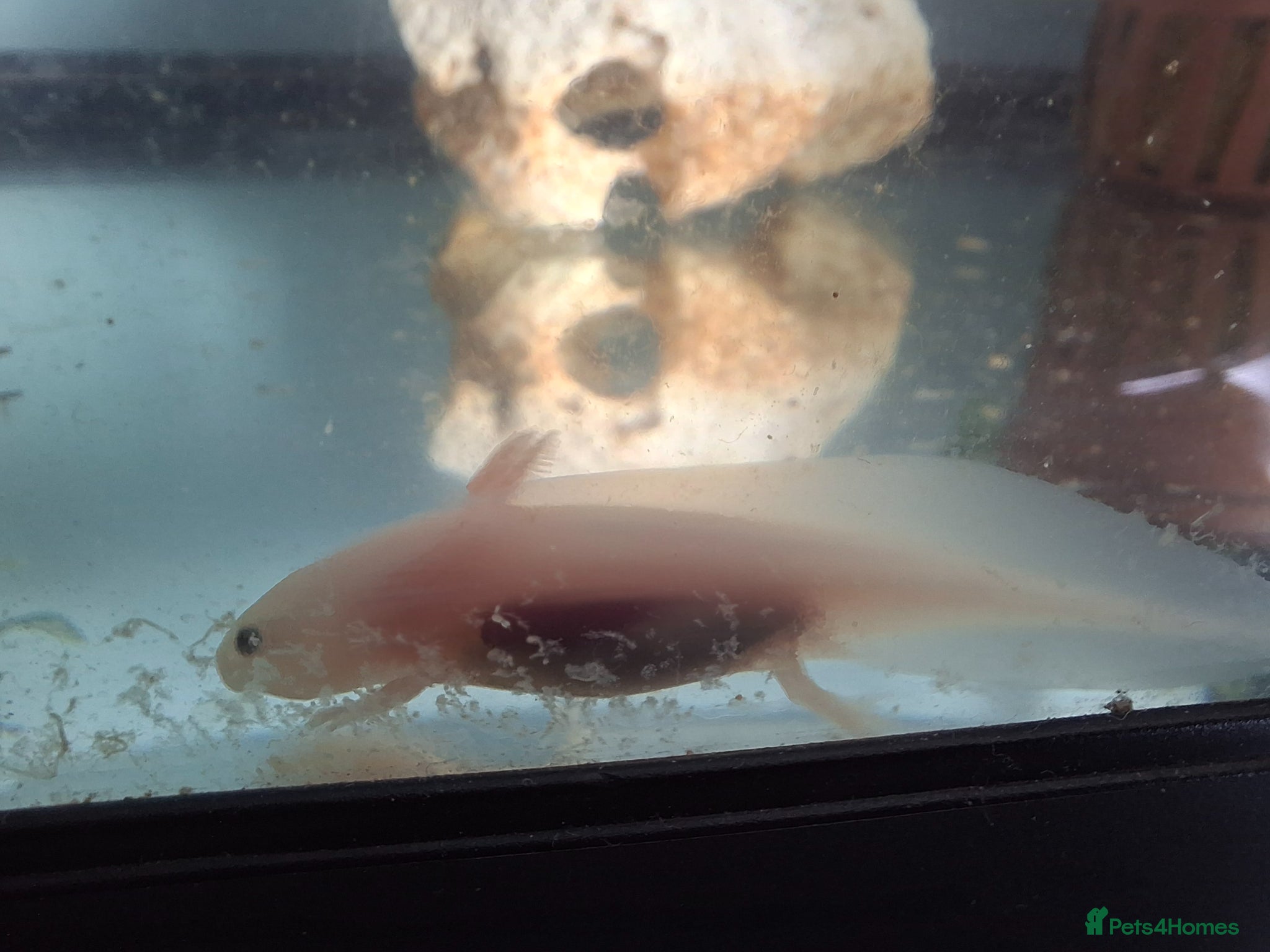 Other/Mixed Breed fish Baby axolotl  - Advert 2
