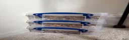 Lovebirds birds for sale: love bird pair for sale in Buntingford - Advert 7