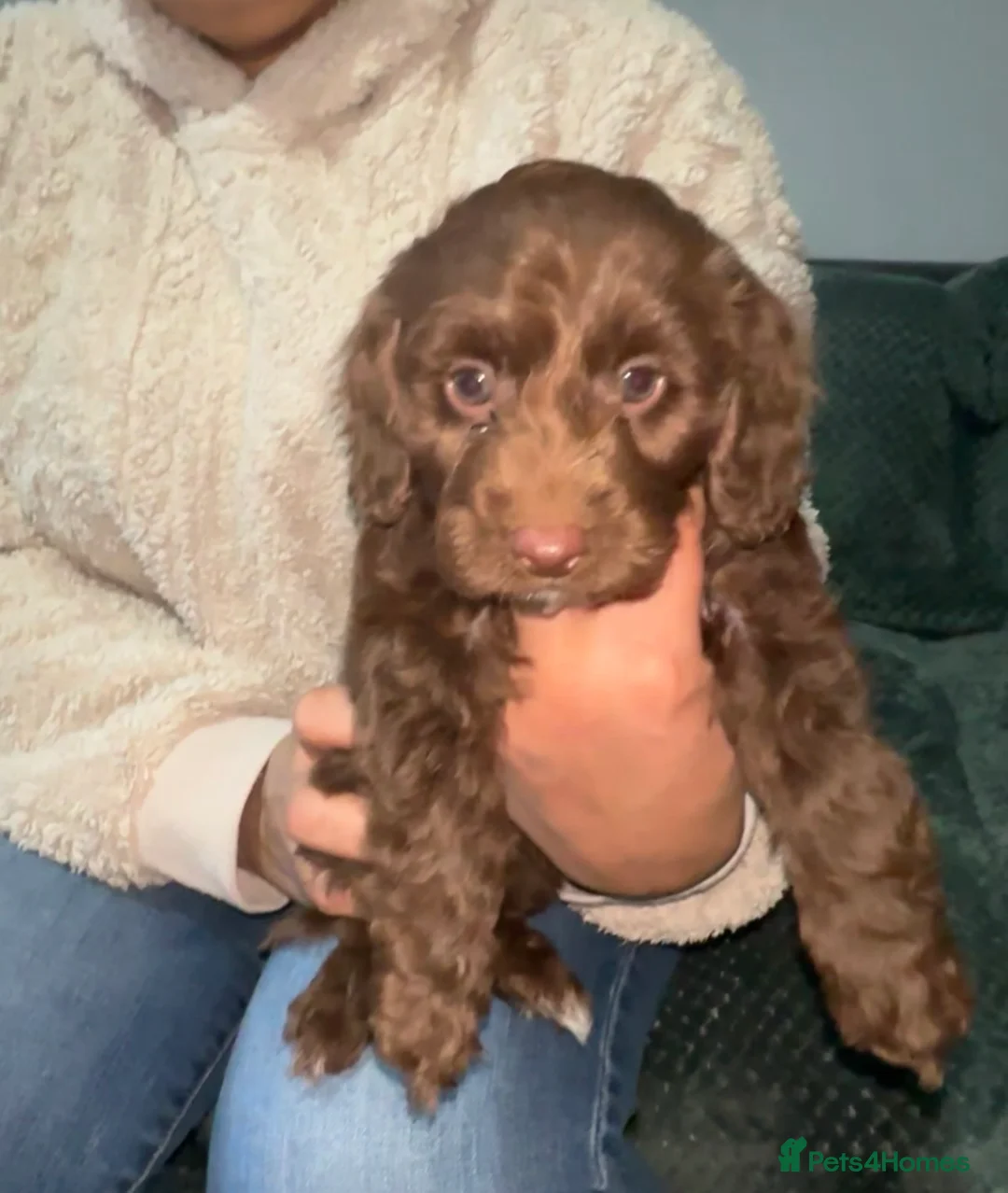 Cockapoo dogs for sale: Cockapoo Puppies  in Bradford - Advert 2
