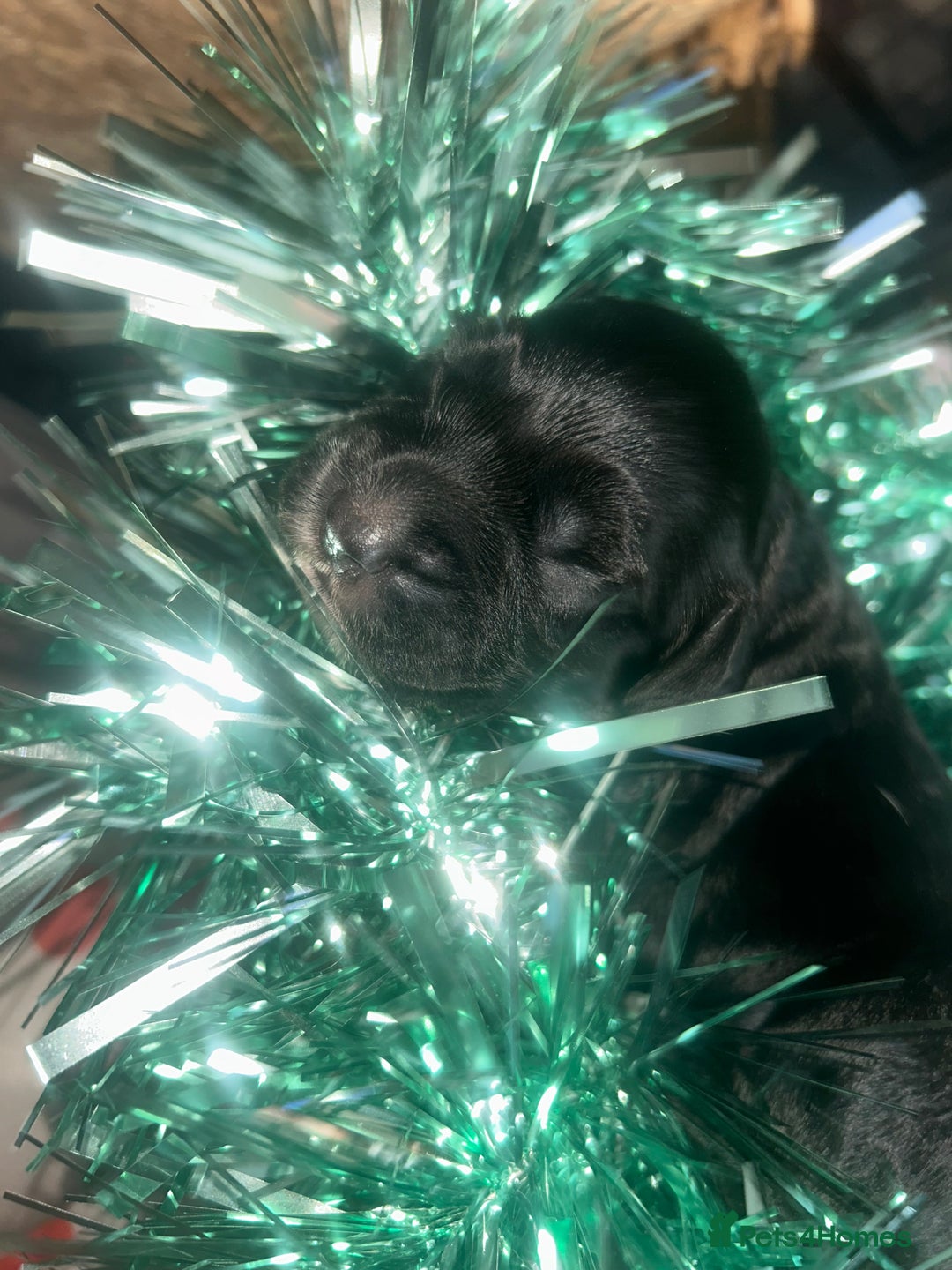 Cocker Spaniel dogs for sale: Cocker spaniel pups for sale  - Advert 23