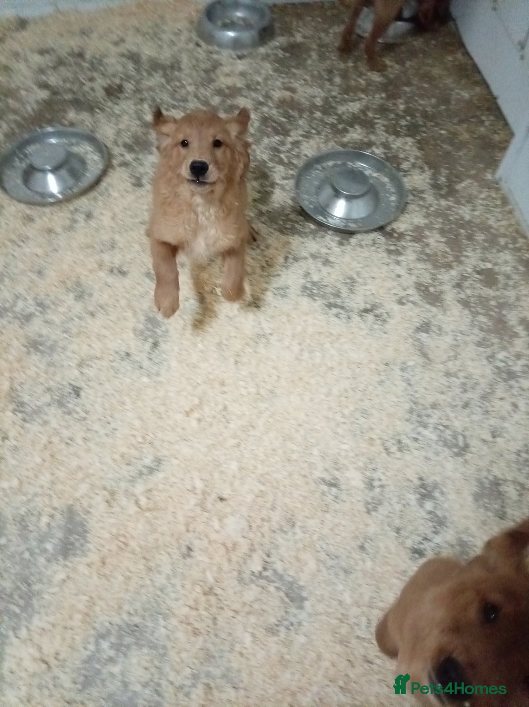 Golden Retriever dogs for sale: Kc registered golden retrievers from working lines - Advert 13