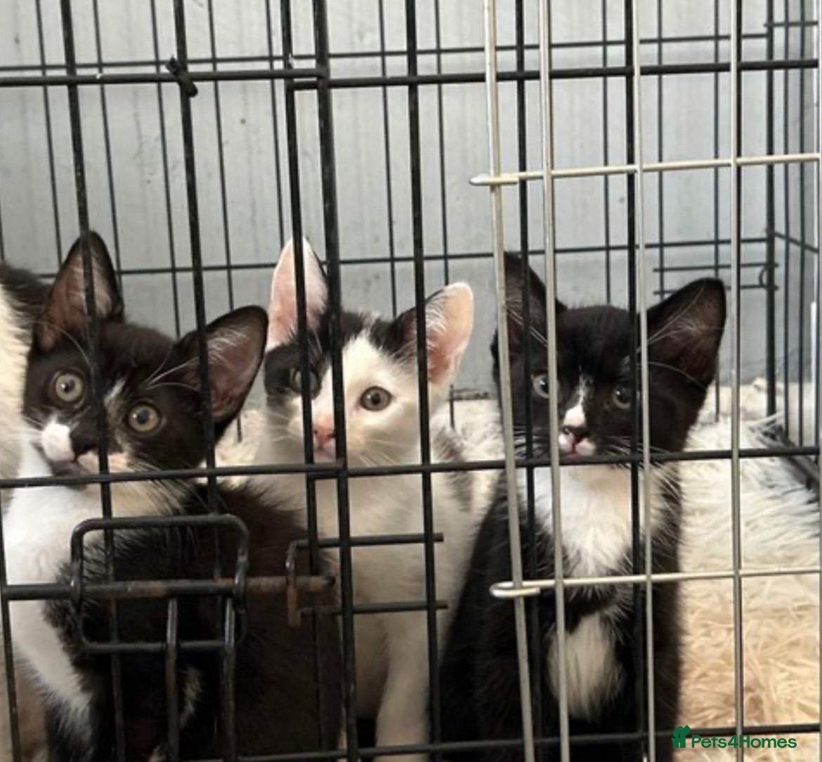 Domestic Shorthair cats 3 kittens for sale £50 each 10 weeks old - Advert 14