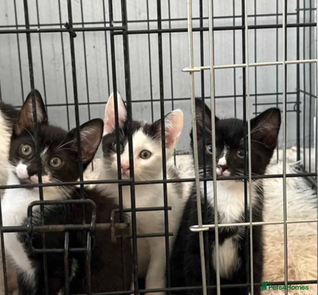 Domestic Shorthair cats for sale: 3 kittens for sale £50 each 10 weeks old in Birmingham - Advert 1