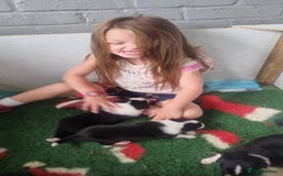 Border Collie dogs for sale: Border collie puppies  - Image 16