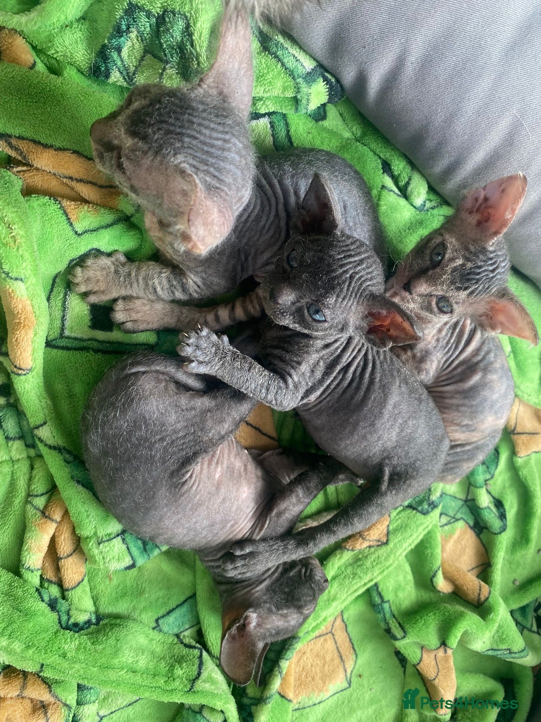 Sphynx cats for sale: Sphynx Kittens - Image 1