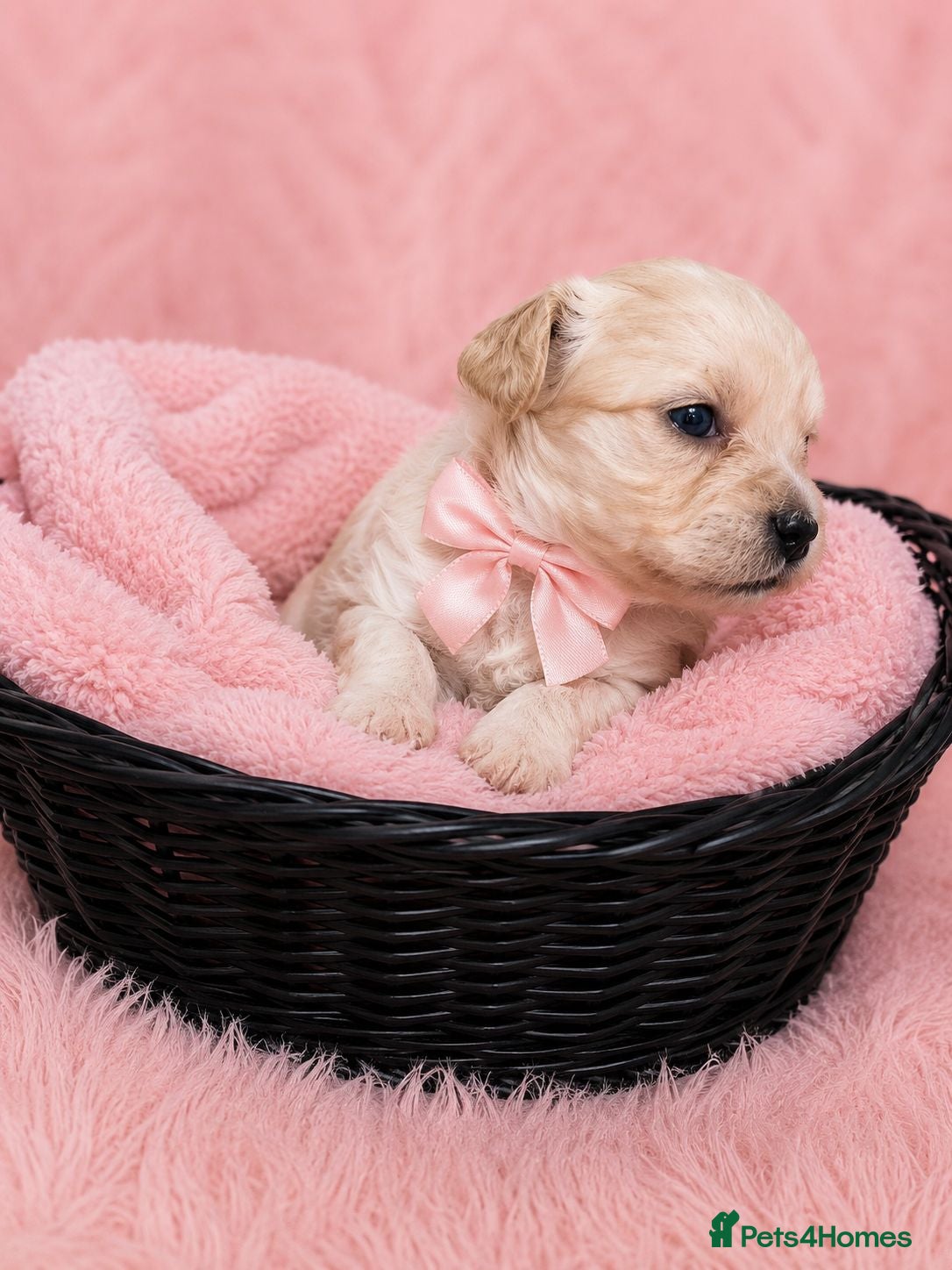 Maltipoo dogs Tiny Maltipoo puppies Korean lines - Advert 2