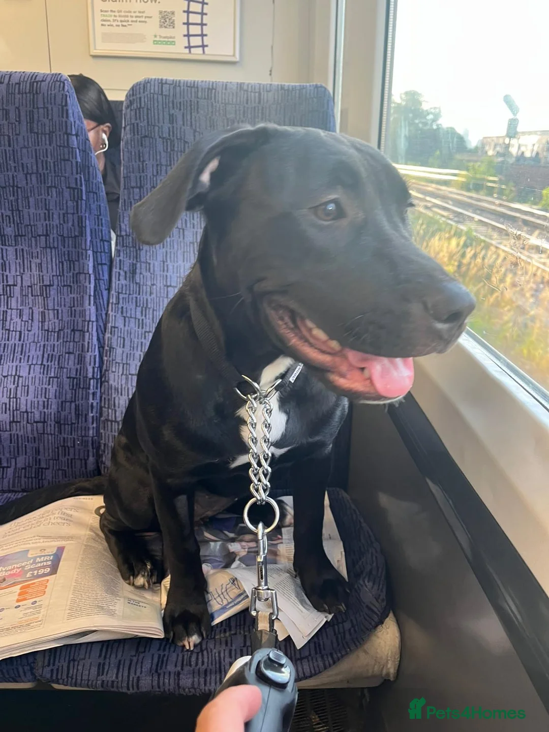 Staffordshire Bull Terrier dogs for sale: 7 gorgeous staffies  - Advert 1