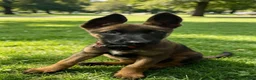 Belgian Shepherd Dog dogs for sale: Belgium malinos  puppy - Advert 2