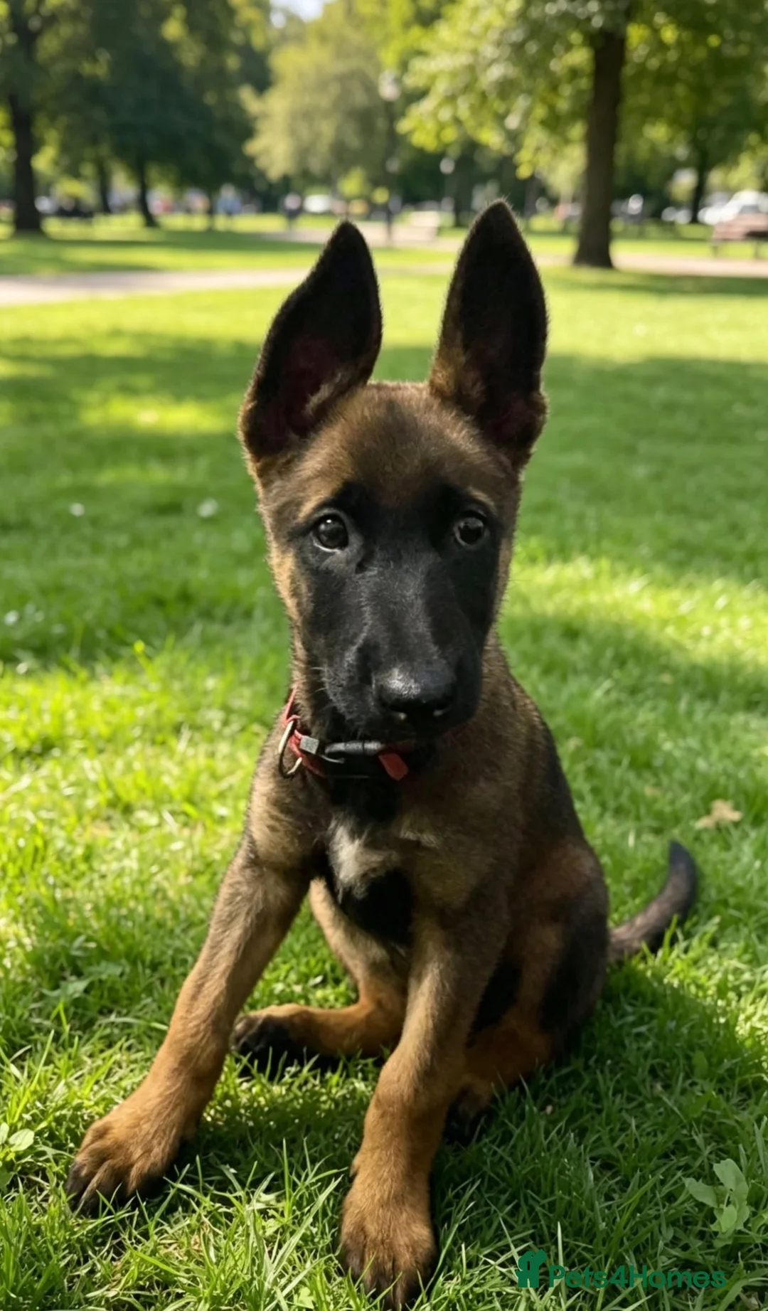 Belgian Shepherd Dog dogs for sale: Belgium malinos  puppy - Advert 2