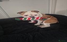 Olde English Bulldogge dogs for sale: Olde English bulldogge  - Image 1