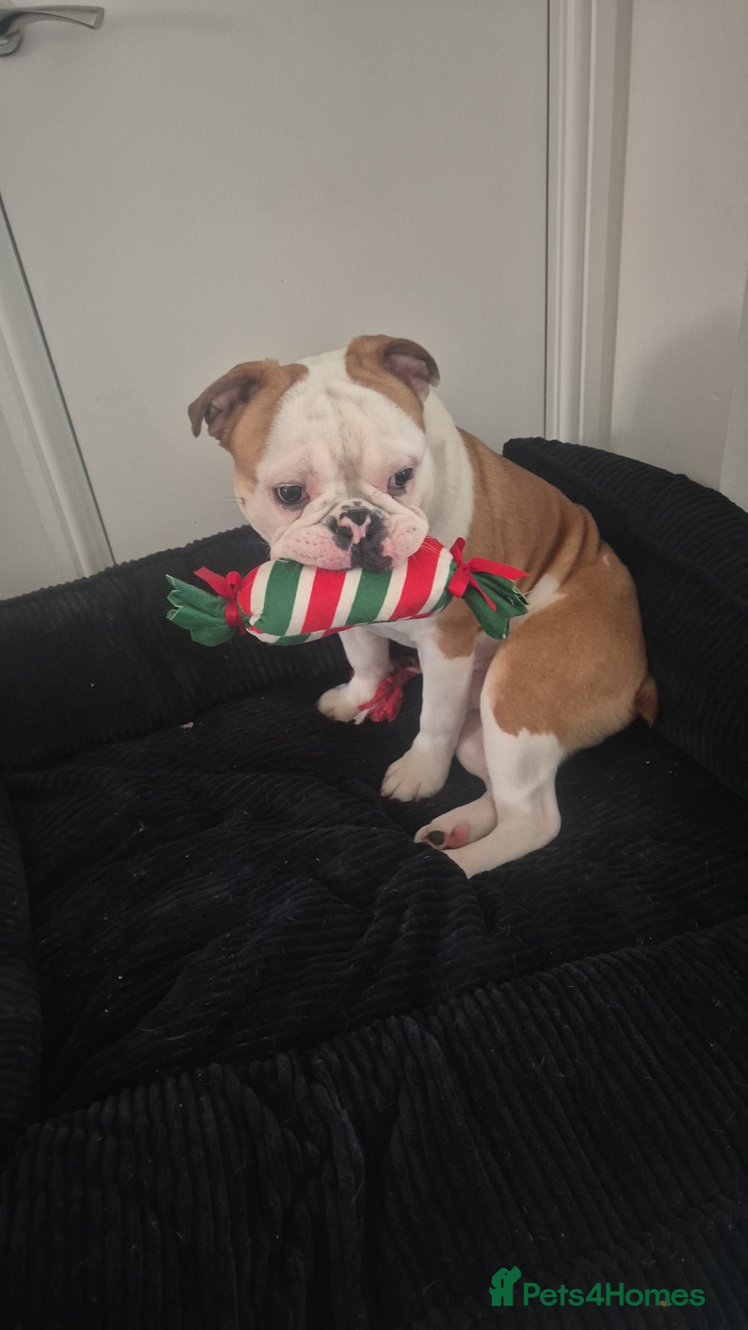 Olde English Bulldogge dogs for sale: Olde English bulldogge  - Image 1