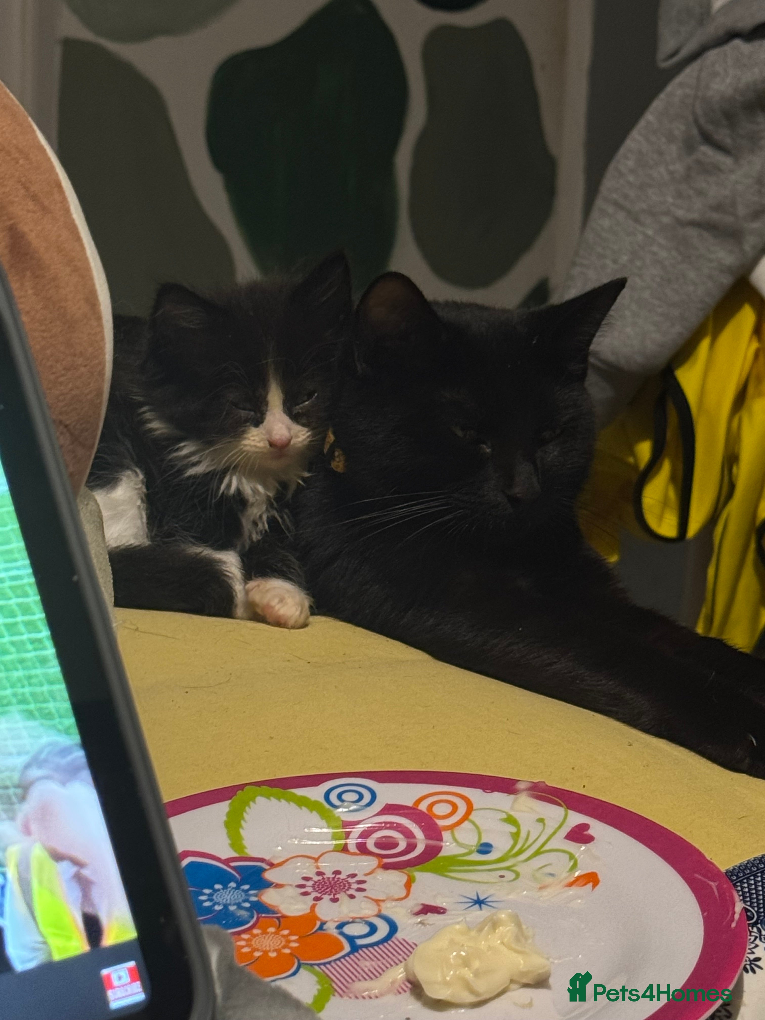 Mixed Breed cats Black and white kittens for sale  - Advert 17