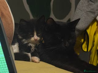 Mixed Breed cats Black and white kittens for sale - Advert 21
