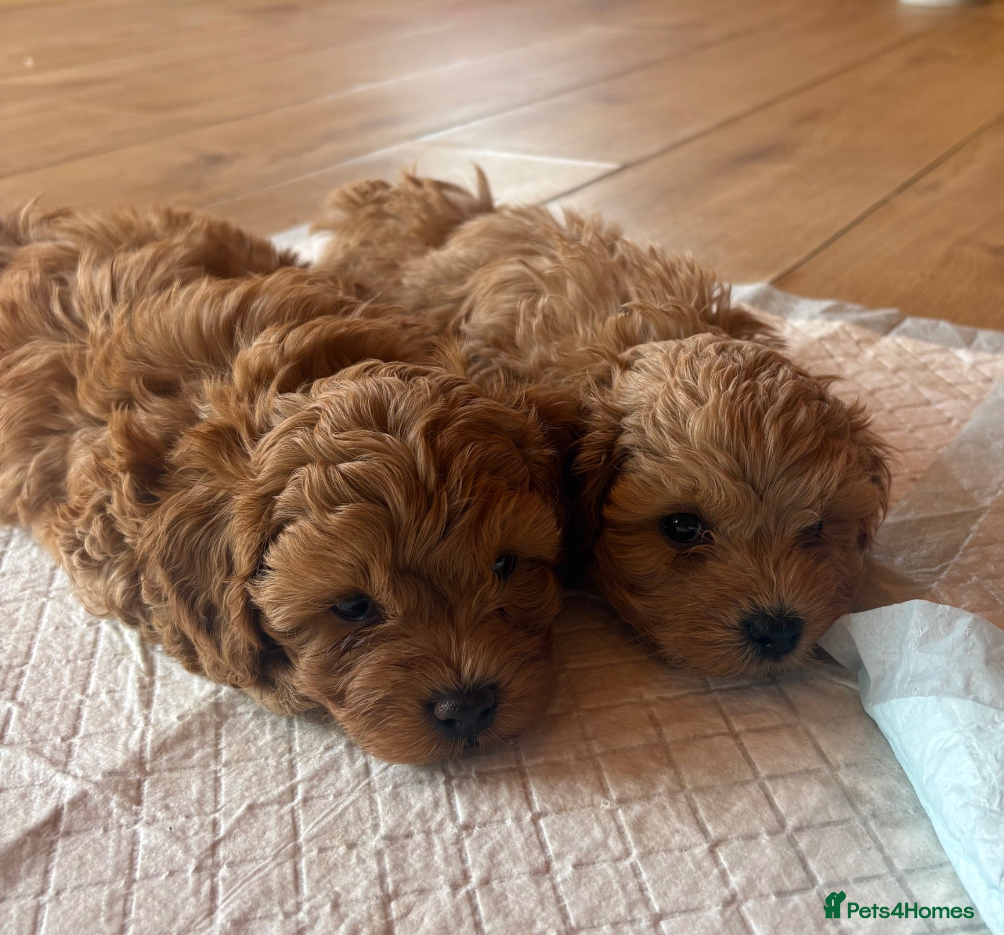 Shihpoo dogs  Shihpoo  (Shoodles) puppies for sale  - Advert 1