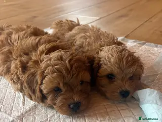 Shihpoo dogs Shihpoo (Shoodles) puppies for sale - Advert 4