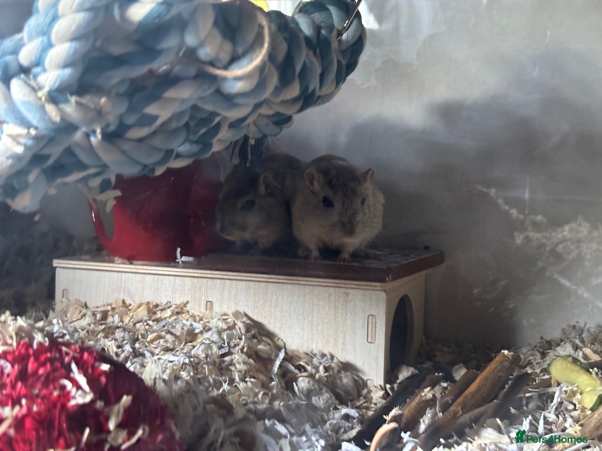 Gerbil rodents 2 Bonded male gerbils  - Advert 2