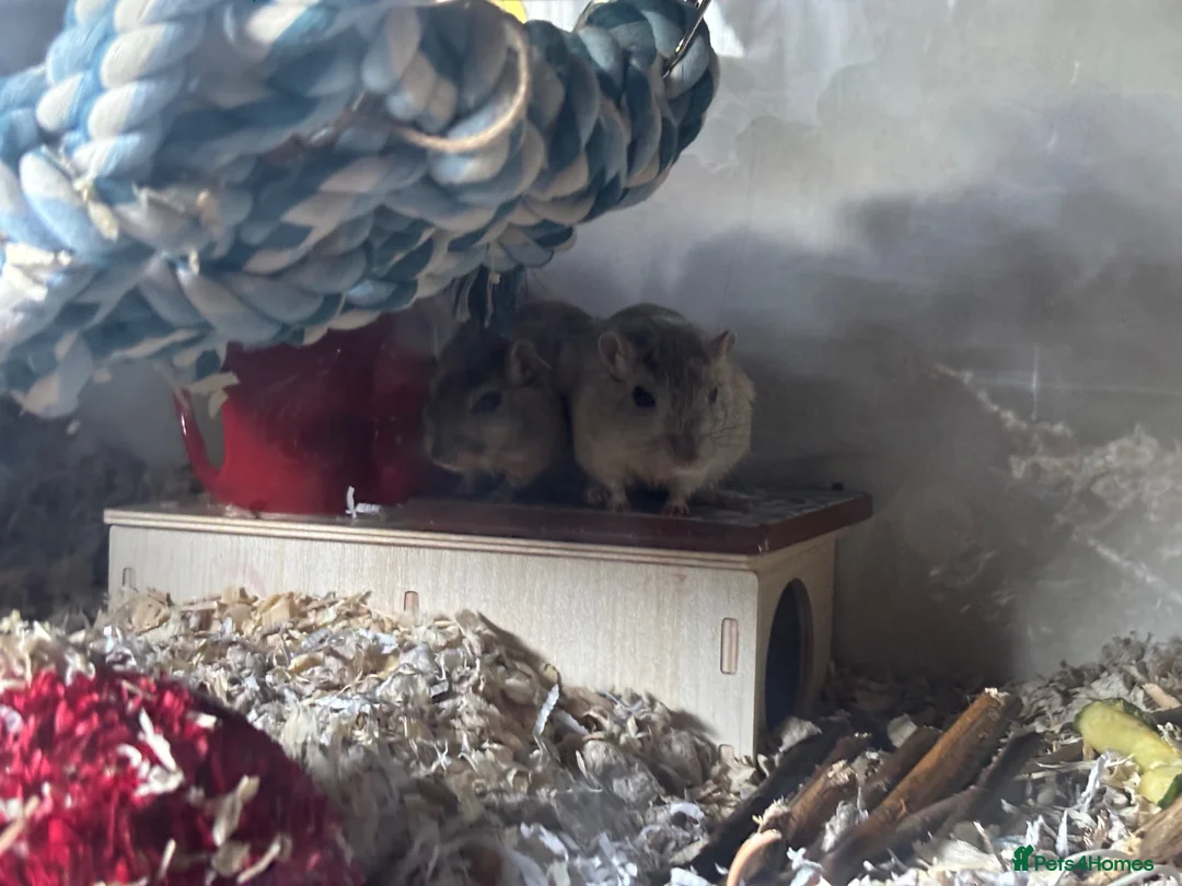 Gerbil rodents for sale: 2 Bonded male gerbils  - Advert 1