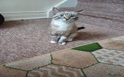 Domestic Shorthair cats for sale: Lynx Point Siamese Tabby mix  - Advert 9