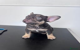 French Bulldog dogs for sale: 🐾 4 Beautiful French Bulldog Puppies 🐾 - Image 1