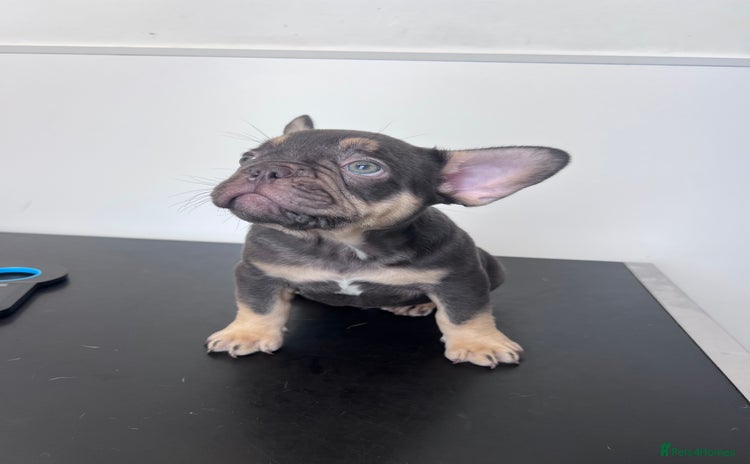 French Bulldog dogs - Advert 16