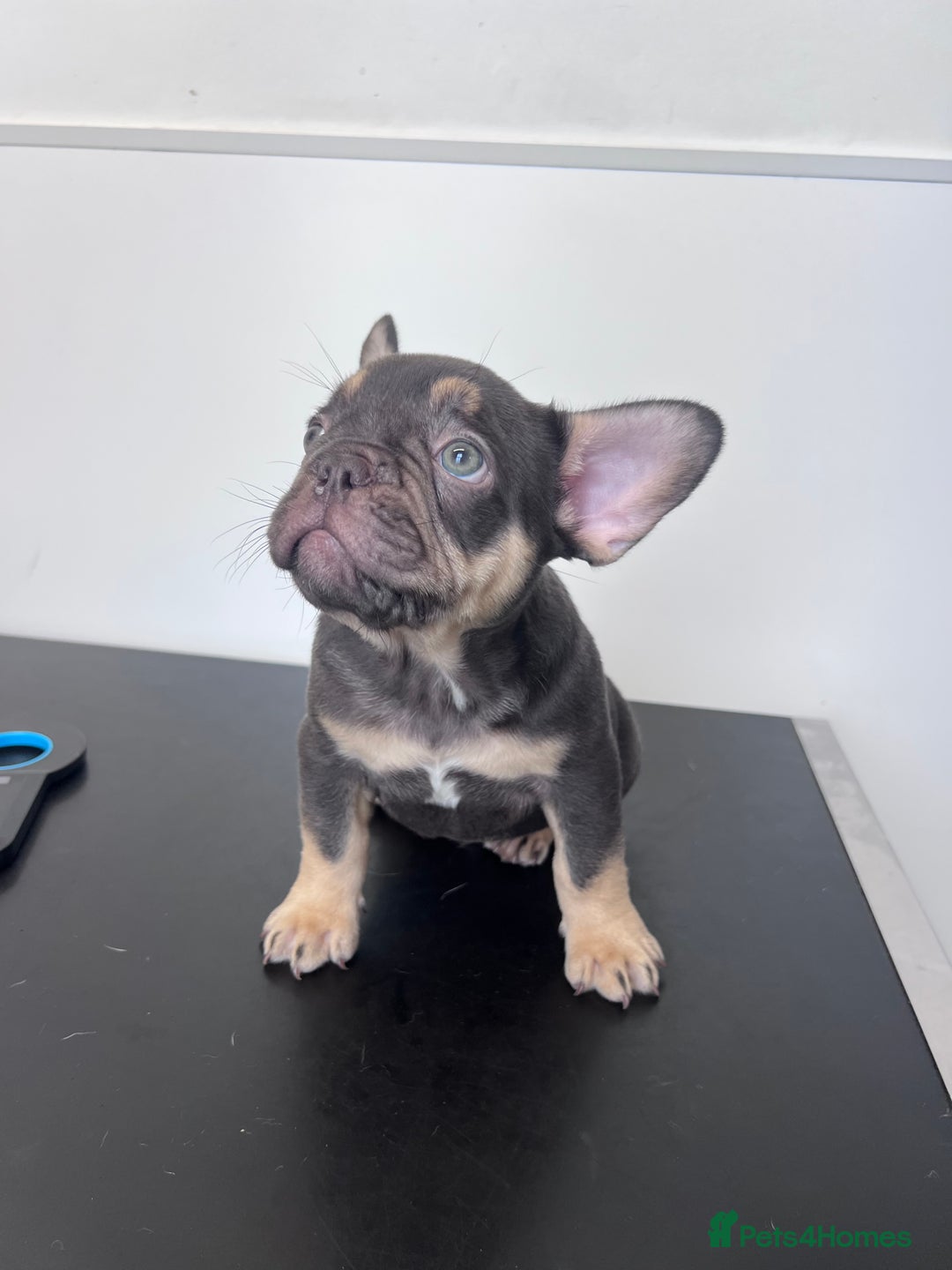 French Bulldog dogs for sale: 🐾 4 Beautiful French Bulldog Puppies 🐾 - Image 1