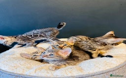 Bengal cats for sale: Pure breed bengals  - Image 1