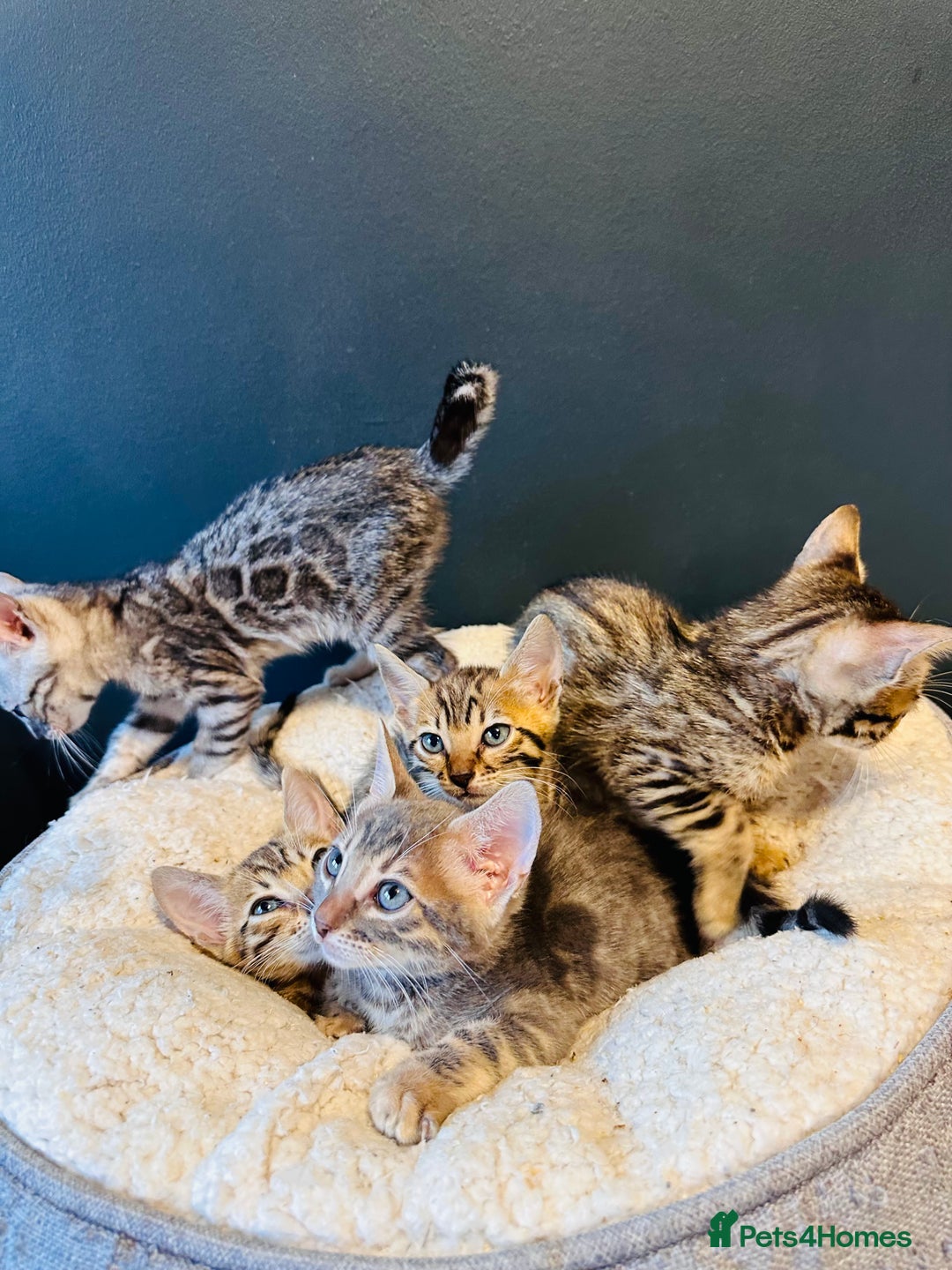 Bengal cats for sale: Pure breed bengals  - Image 1