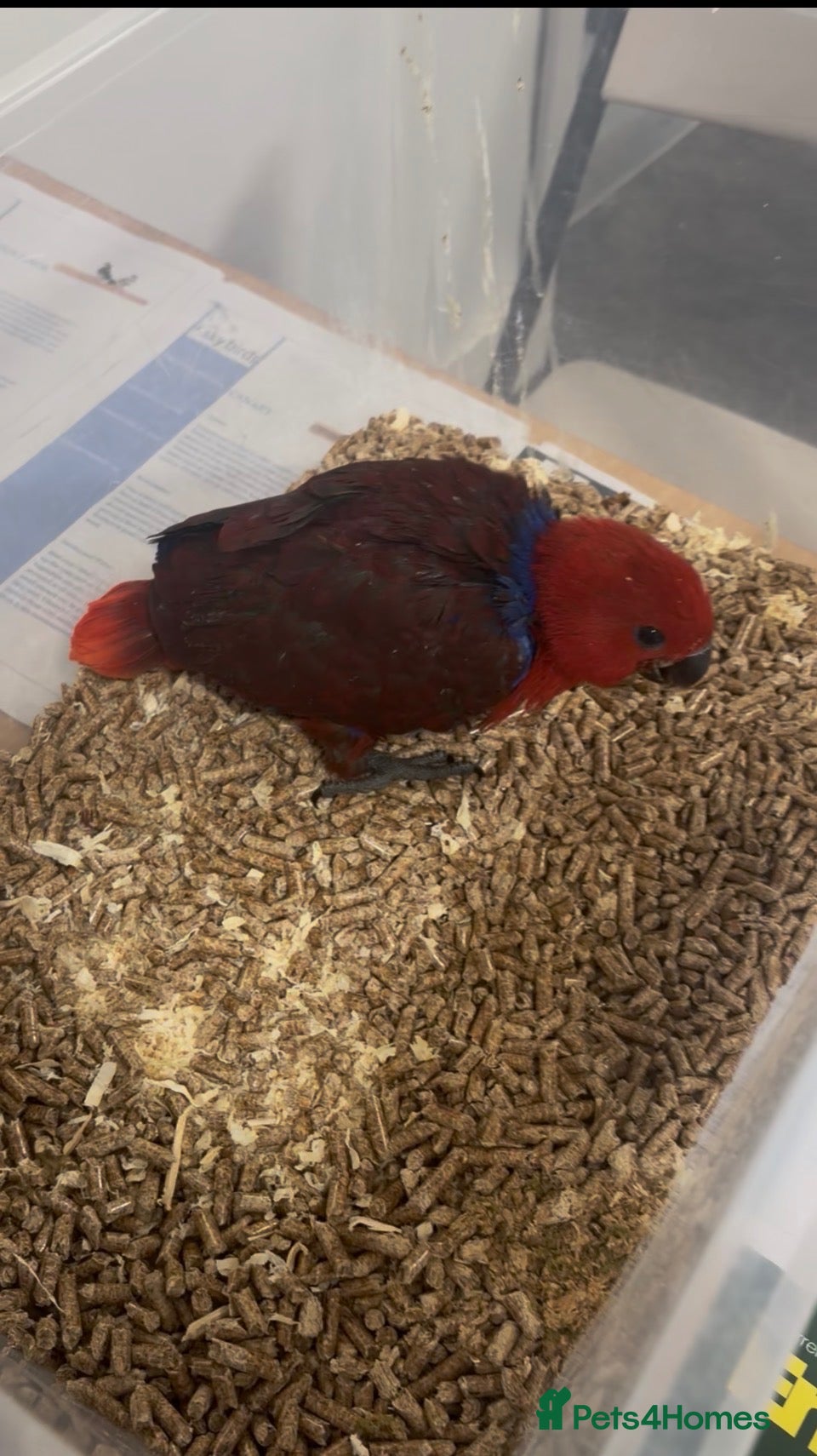 Parrots birds for sale: Hand Reared Female Baby Eclectus  - Advert 3