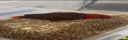 Parrots birds for sale: Hand Reared Female Baby Eclectus  - Advert 1