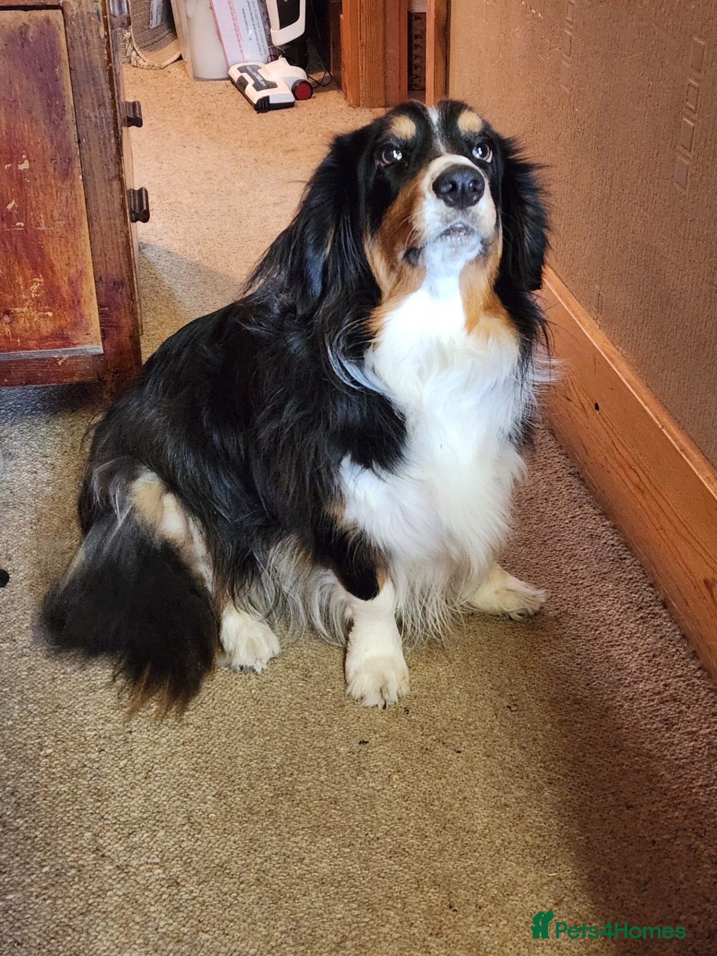 Mixed Breed dogs ❤️🐶 PIPSQUEAK (PIP) –ADORABLE LITTLE COLLIE-BASSE - Advert 7