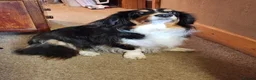 Mixed Breed dogs for adoption: ❤️🐶 PIPSQUEAK (PIP) –ADORABLE LITTLE COLLIE-BASSE in Derby - Advert 1