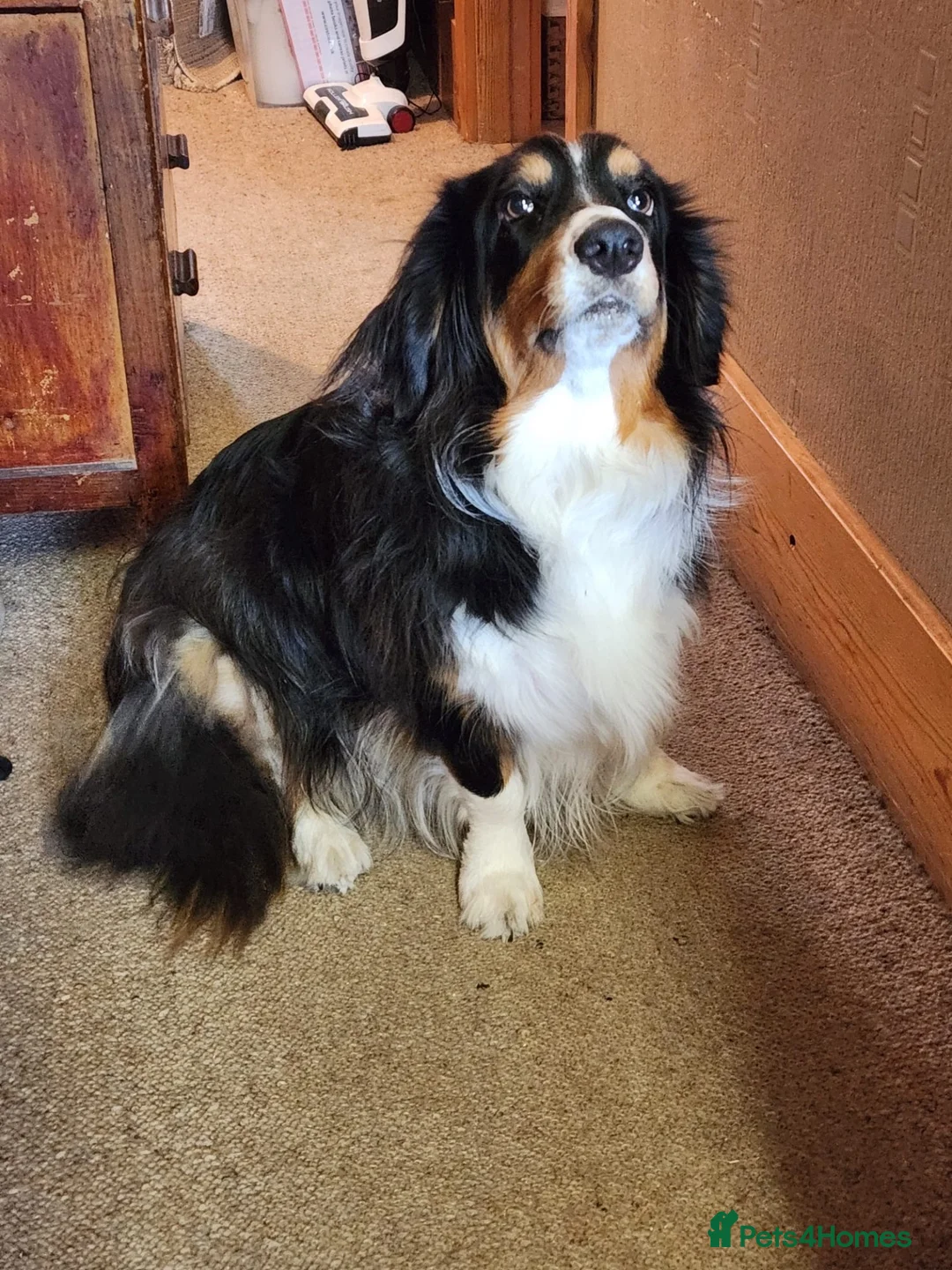 Mixed Breed dogs for adoption: ❤️🐶 PIPSQUEAK (PIP) –ADORABLE LITTLE COLLIE-BASSE in Derby - Advert 1