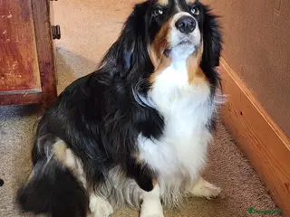 Mixed Breed dogs ❤️🐶 PIPSQUEAK (PIP) –ADORABLE LITTLE COLLIE-BASSE - Advert 1
