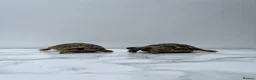 Hermann Tortoise reptiles for sale: Pair of Hermann's Tortoises with Complete Setup - Advert 5