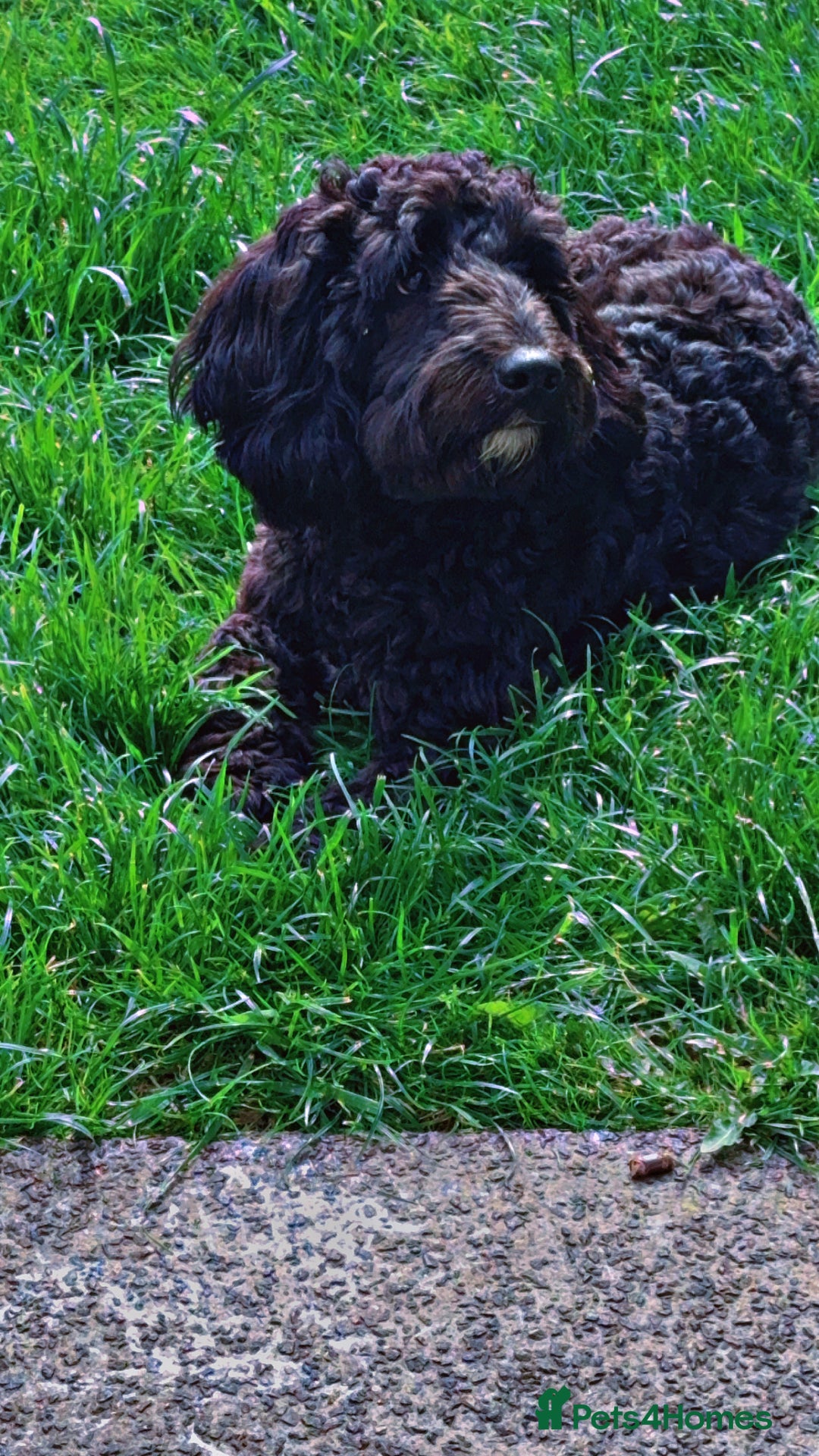 Cockapoo dogs for stud: Milo 1 year old F2 cockapoo - Image 5