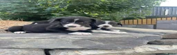Mixed Breed dogs for sale: Working dogs - Advert 4