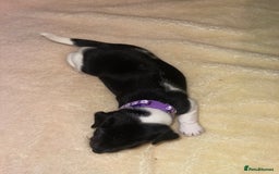 Jack Russell dogs for sale: Stunning Jack Russell puppies - Image 15