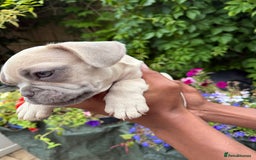 French Bulldog dogs for sale: French bulldog puppies ready now. - Image 9
