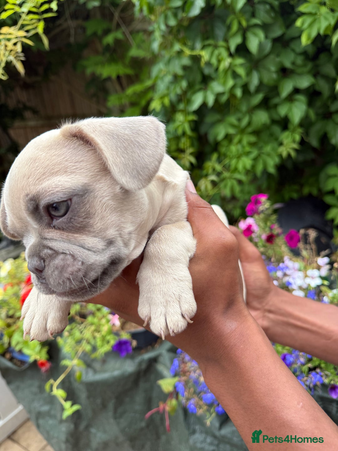 French Bulldog dogs for sale: French bulldog puppies ready now. - Image 9