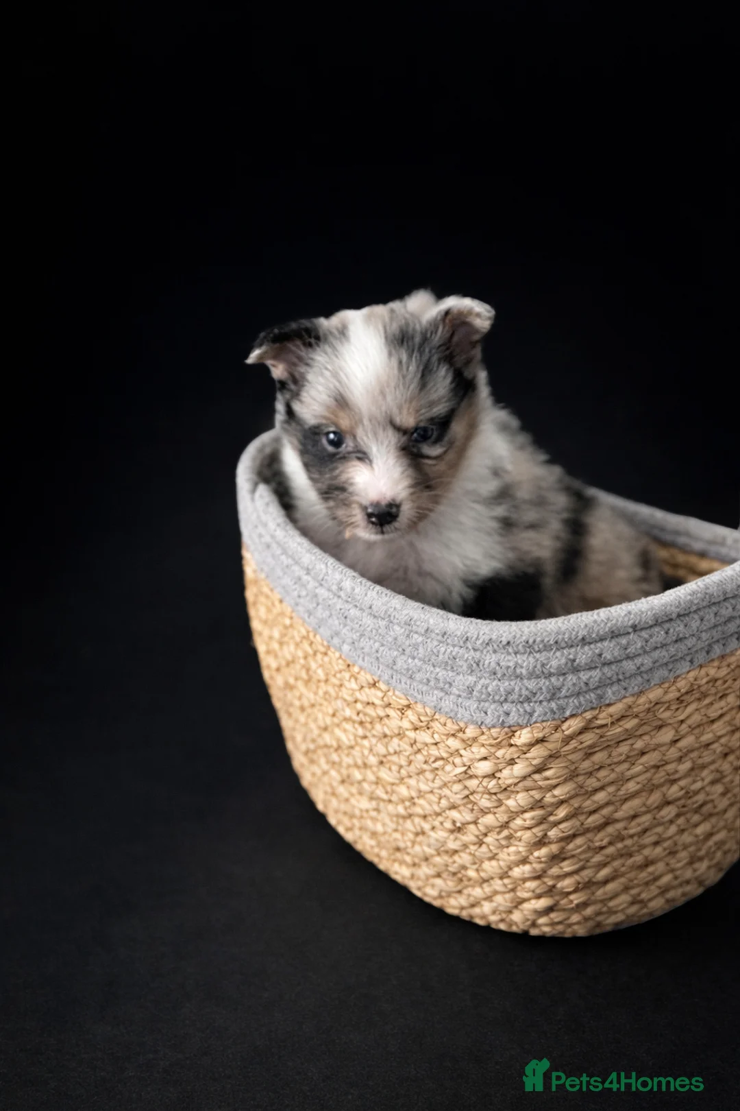 Shetland Sheepdog dogs for sale: Beautiful merle boy 🩵 in Bootle - Advert 12