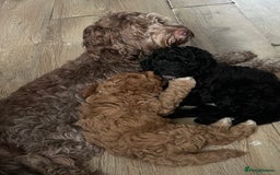 Cockapoo dogs for sale: Beautiful cockapoo puppies - Image 6