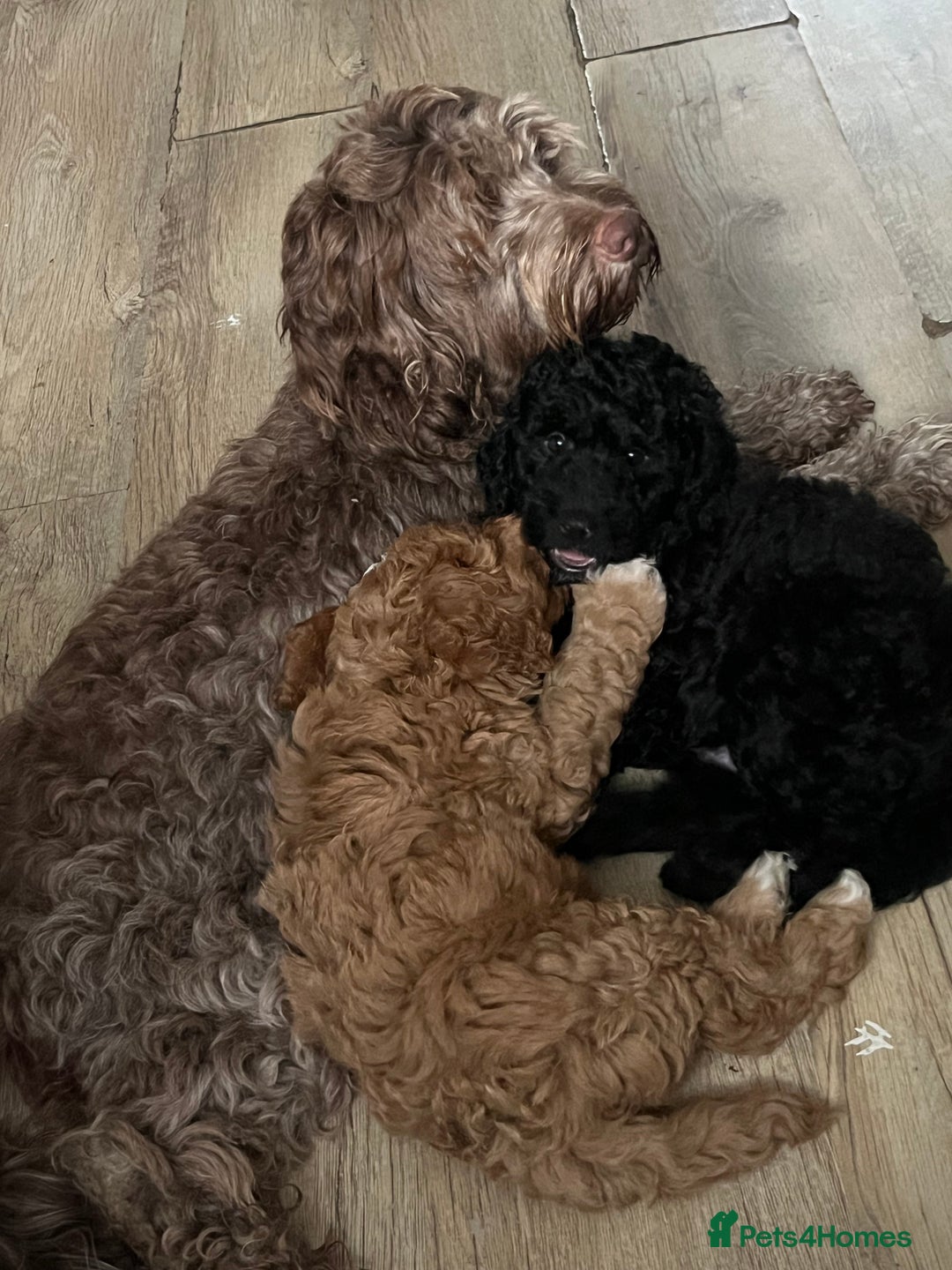 Cockapoo dogs for sale: Beautiful cockapoo puppies - Image 6