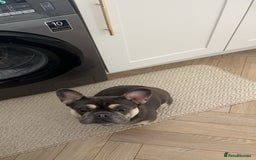 French Bulldog dogs for sale: 3 year old female French bulldog - Image 2